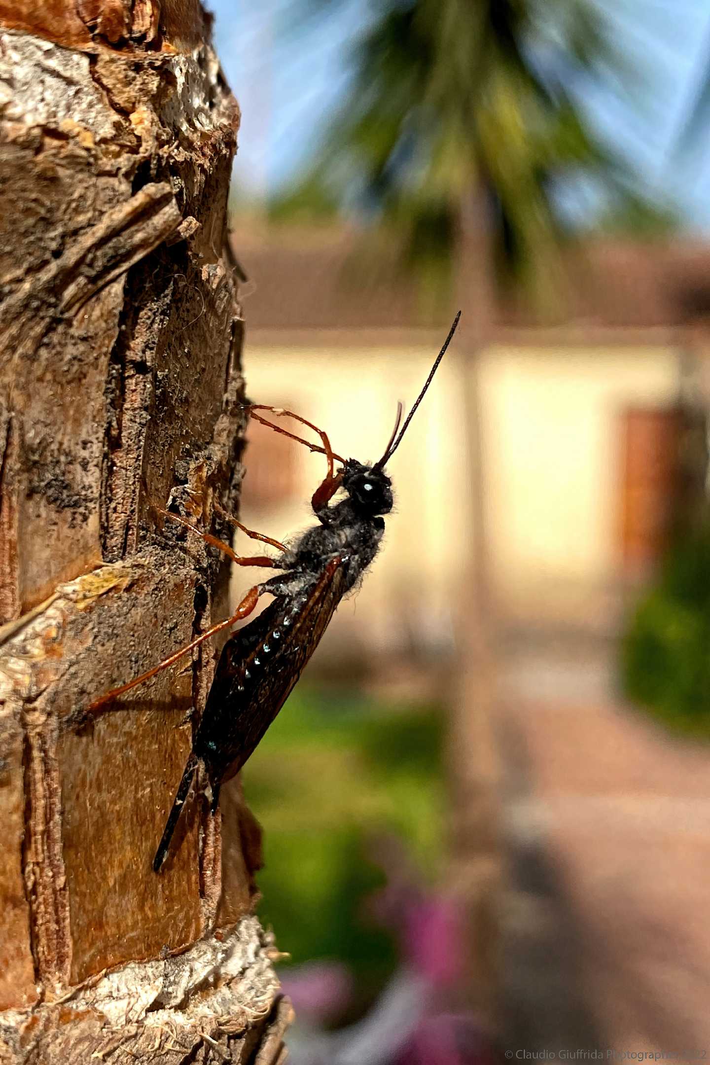 Da identificare: Sirex cfr. noctilio